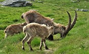Corno Stella (2620 m) con Montebello, solo, in compagnia degli stambecchi il 22 giugno 2020  - FOTOGALLERY
